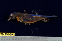 藏品(黃腹琉璃)的圖片